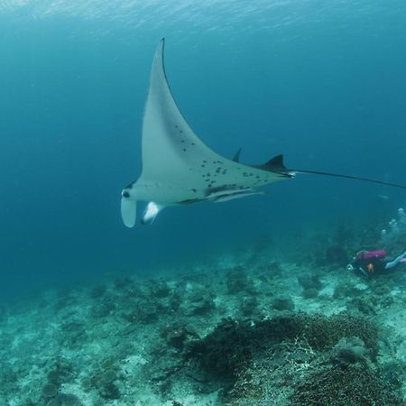 Coriana Dive Resort Waisai Eksteriør billede
