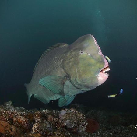 Coriana Dive Resort Waisai Eksteriør billede