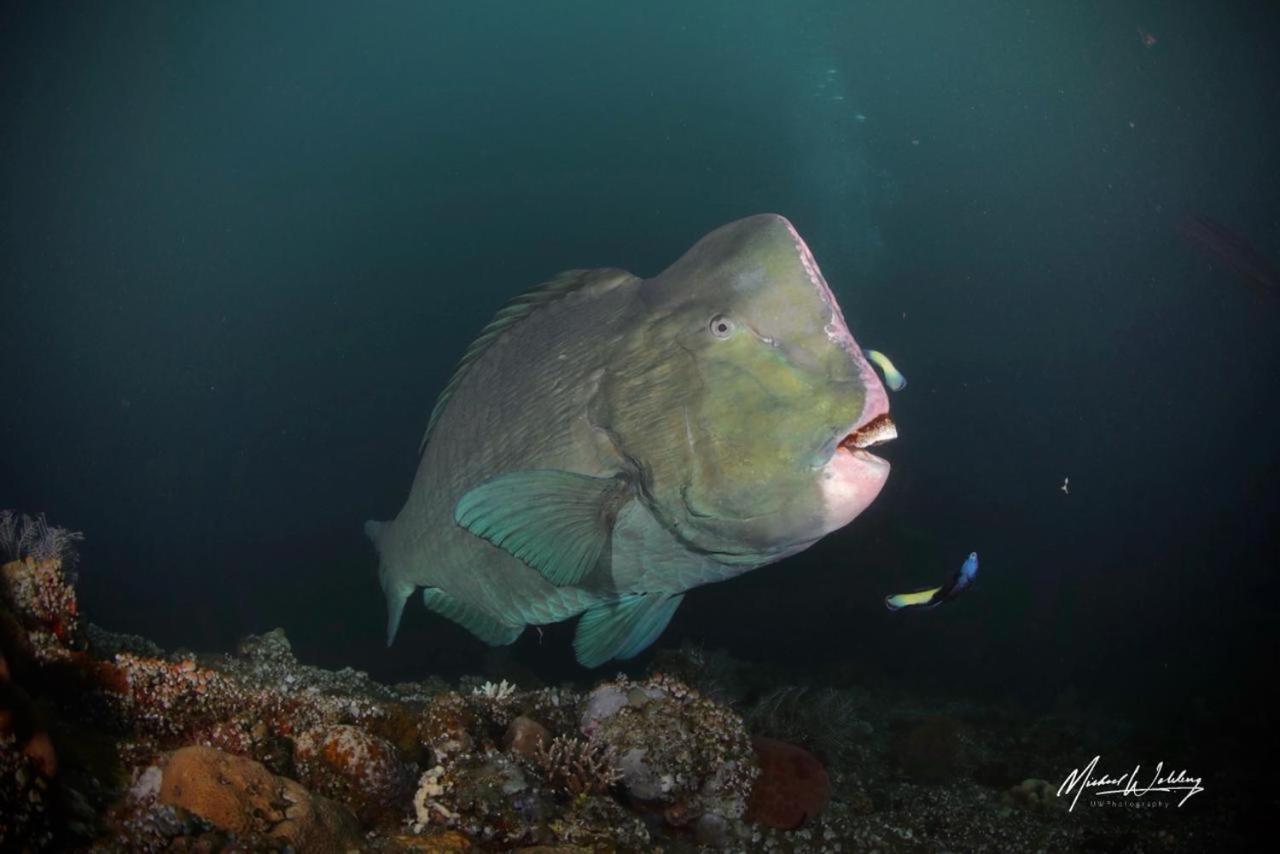 Coriana Dive Resort Waisai Eksteriør billede