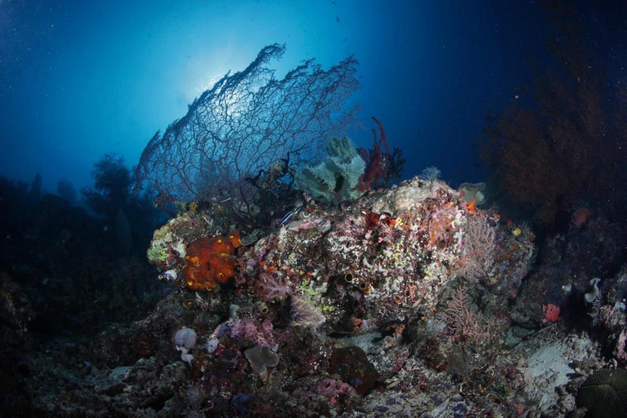 Coriana Dive Resort Waisai Eksteriør billede
