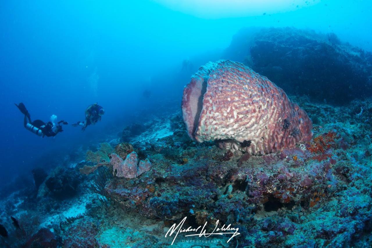 Coriana Dive Resort Waisai Eksteriør billede